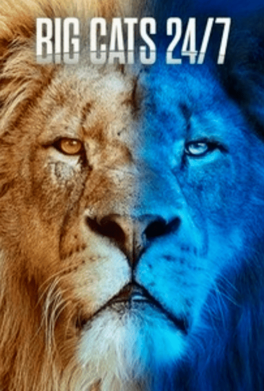 Большие кошки днём и ночью